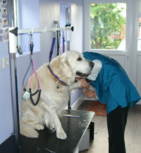 Samson Being groomed